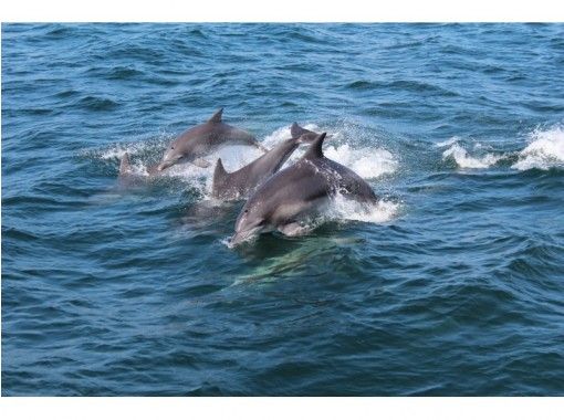 【熊本県・天草】野生のイルカに出会う癒し旅～船に乗ってイルカウォッチング！の画像