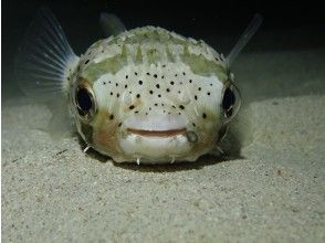 【沖縄・本部町】神秘的な夜の海！ナイトビーチファンダイビング（ナイトダイブ）