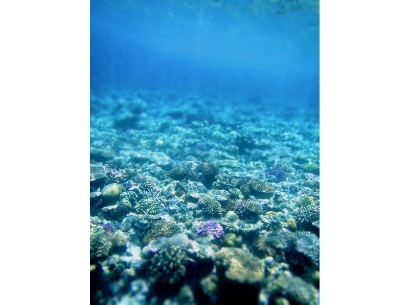 [Okinawa Motobu] will swim through a lot of coral and fish! Boat snorkel experienceの紹介画像