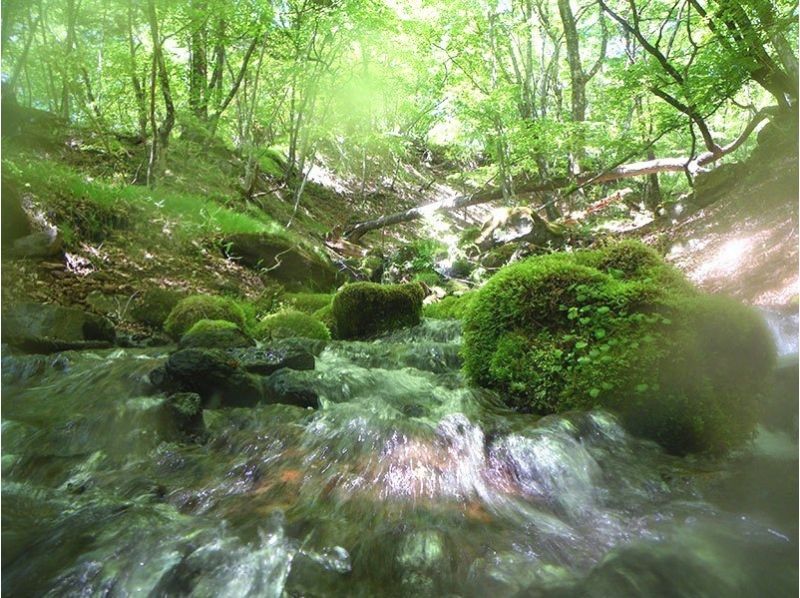 【栃木・日光】源流シャワーウォーキング(軽食付き:1日コース)の紹介画像
