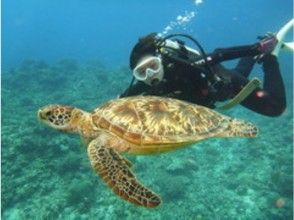 ［沖縄・本島］満足満喫の沖縄！　ケラマ・チービシ・水納・残波・万座　ファンダイビング 2ボードコース
