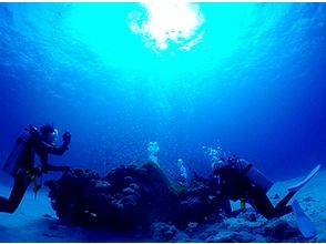 【沖縄・小浜島】八重山の海の感動を届けます！ファンダイビング 2～3DIVE(1日)