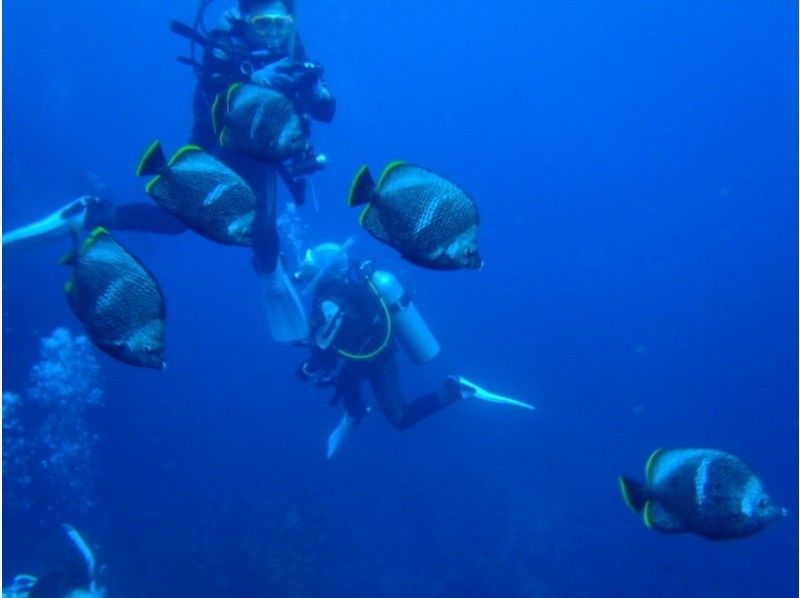 【東京・八丈島】海の世界を探検できる体験ダイビングプラン！の紹介画像