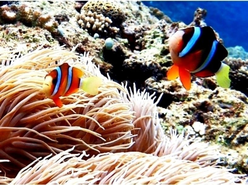 [โอกินาวา Kunigami ปืน] ปลาเขตร้อนในจุดที่เป็นที่นิยมคือการต้อนรับ! ประสบการณ์การดำน้ำดูปะการังถ้ำสีฟ้า (120 นาที)の紹介画像