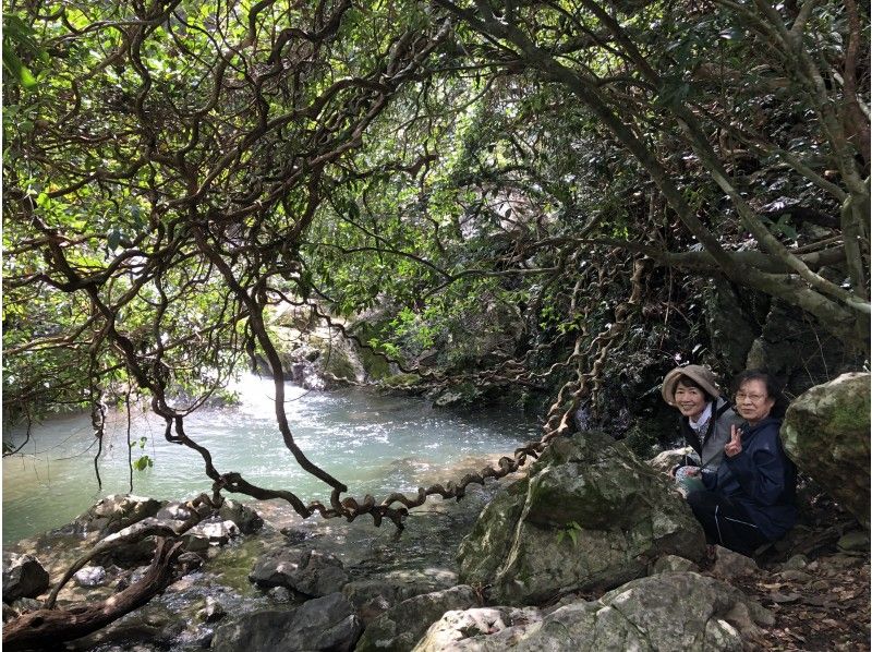 [Kagoshima / Amami Oshima Popular Tour] Jack and the Beanstalk, Waterfall and Mangrove Canoe Tour ★ Charterable ★の紹介画像