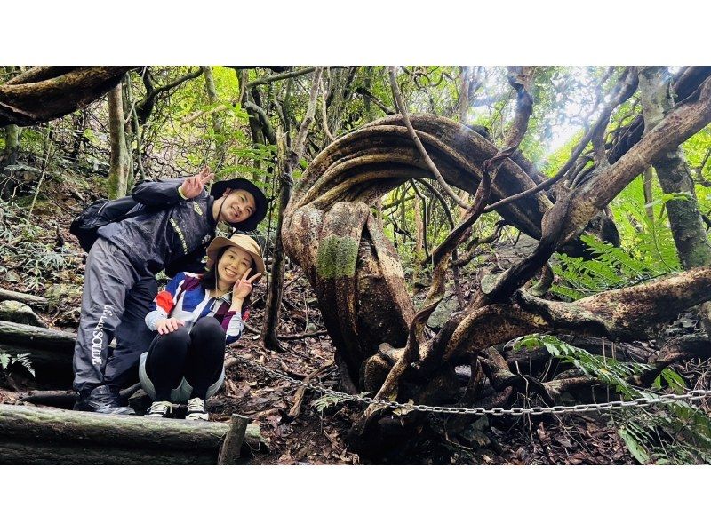 【鹿児島・奄美大島人気ツアー】ジャックと豆の木と滝とマングローブカヌーツアー★貸切可★の紹介画像