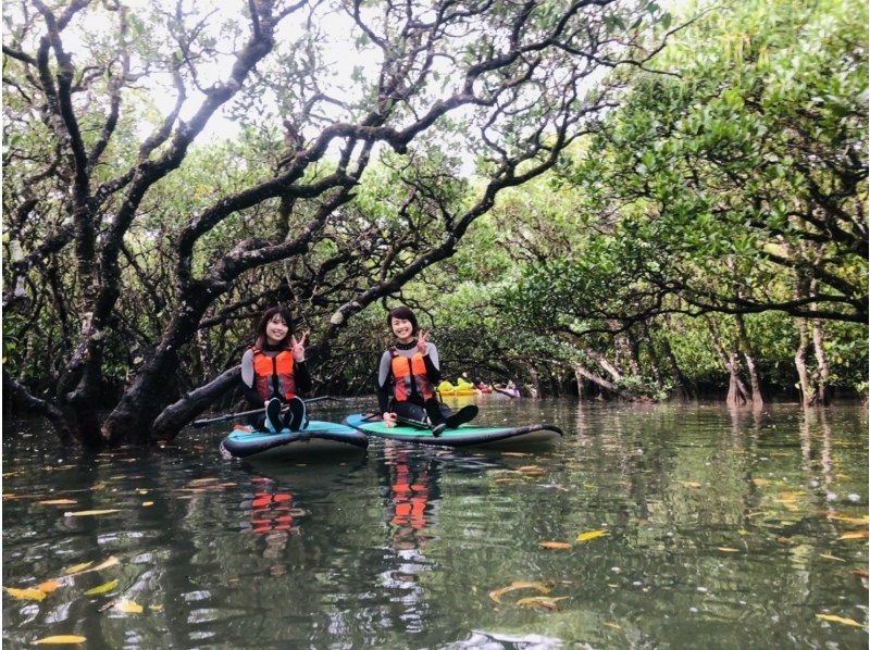 [Kagoshima / Amami Oshima popular tour] Mangrove leisurely tour with SUP ★ Charterable ★の紹介画像