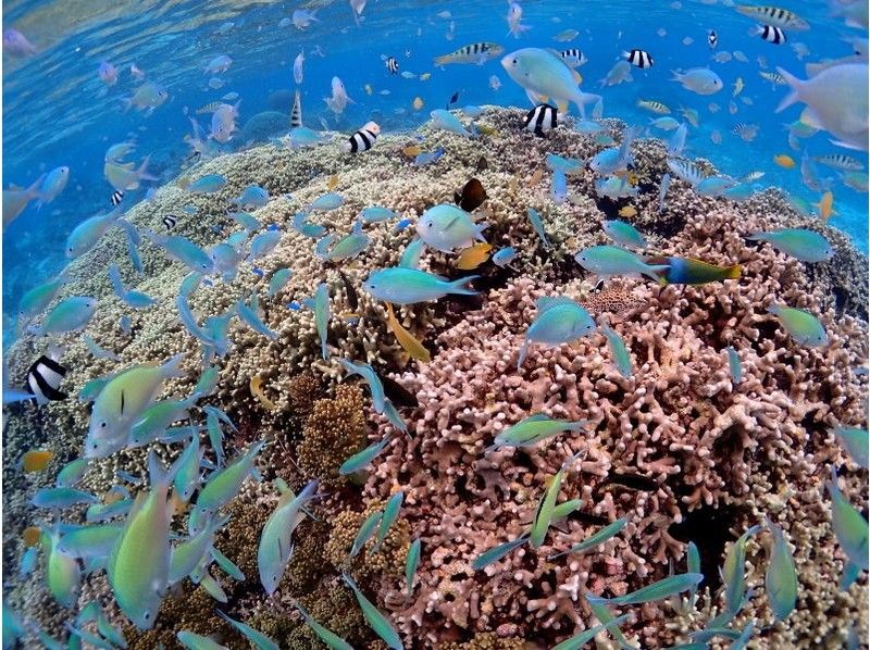 [Okinawa ・ Miyakojima 】it's beautiful underwater Guide to the world! Experience Diving Course (beach dive)の紹介画像