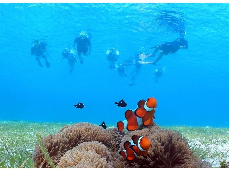 [Okinawa ・ Miyakojima Anemonefish & coral watching (beach snorkel course)の紹介画像