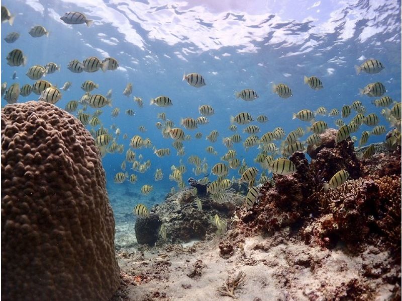 [冲绳-宫古岛Anemonefish＆珊瑚观赏（沙滩呼吸管道）の紹介画像