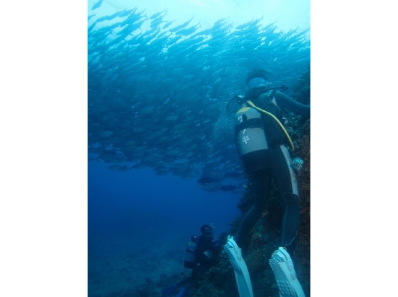 【 冲绳 ·Urasoe】 执照取得 ！ PADI开放水域潜水员课程/ C卡获得课程の紹介画像