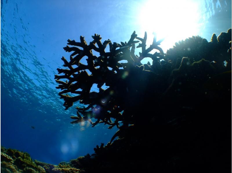 当地优惠券OK 【蓝洞私人海滩体验潜水】免费GoPro照片和视频立即传输到智能手机♪免费毛巾凉鞋♪冬季促销正在进行中の紹介画像