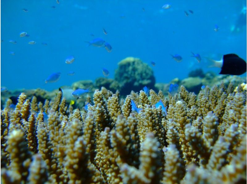 Local coupon OK [Blue Cave Private Beach Experience Diving] Free GoPro photos and videos immediately transferred to smartphone ♪ Free towel sandals ♪ Autumn sale underwayの紹介画像