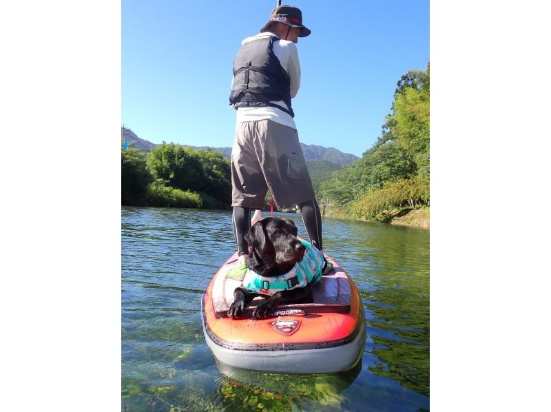 [Tokushima/Mugi] [0 years old and up/pets allowed] Recommended for beginners and families! SUP (Stand Up Paddle) experienceの紹介画像