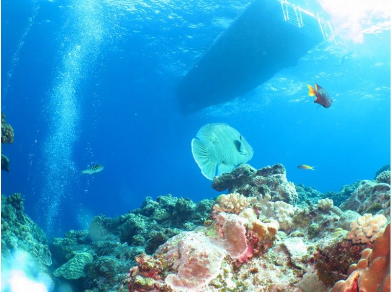 【 冲绳 ·Kerama】到美丽的kerama海！ Kerama体验深潜の紹介画像