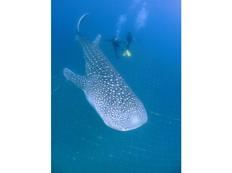 Let's meet [the whale shark]! Whale shark experience diveの紹介画像