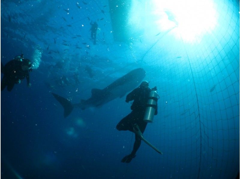 讓我們與[鯨鯊]互動吧！鯨鯊體驗潛水の紹介画像
