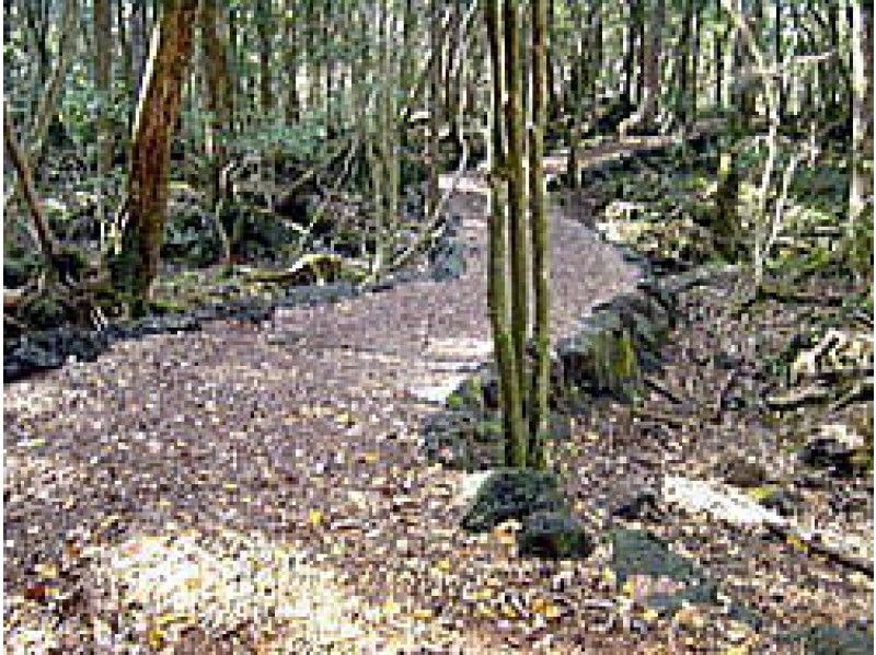 [山梨·吉田富士】Aokigahara Jukai-Sankodai自然徒步旅行（支持手語）の紹介画像