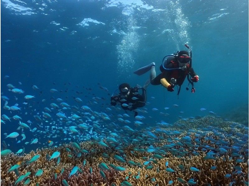 【沖縄・宮古島】八重干瀬～池間島　ファンダイビングツアー　サンゴの園のお手軽ファンダイブの紹介画像