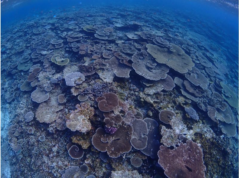 【沖縄・宮古島】八重干瀬～池間島　ファンダイビングツアー　サンゴの園のお手軽ファンダイブの紹介画像