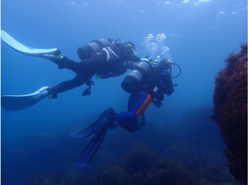 【湯河原・真鶴・小田原】はじめて大歓迎！体験ダイビング【１ダイブ】の紹介画像