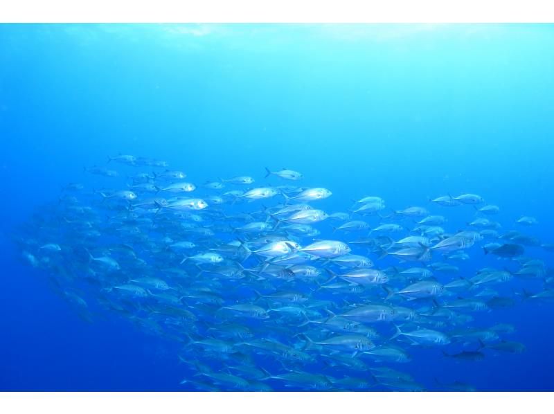 [Okinawa ・ Ishigaki island]Ishigaki island Ranked up in the sea of ♪ ADVANCED Open Water Diver course (2 days)の紹介画像