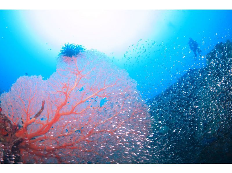 ダイビングサービス・サニーサニーの割引プラン