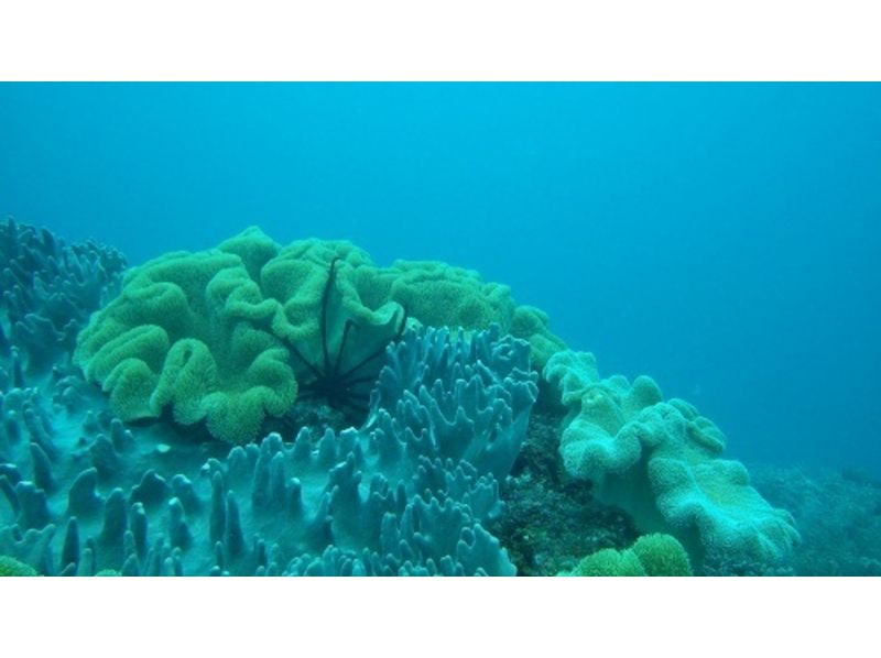 [沖繩那霸2海灘大滿意潛水の紹介画像