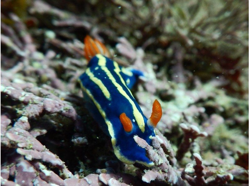 【愛知発】初心者歓迎！体験ダイビング（2ダイブ）の紹介画像