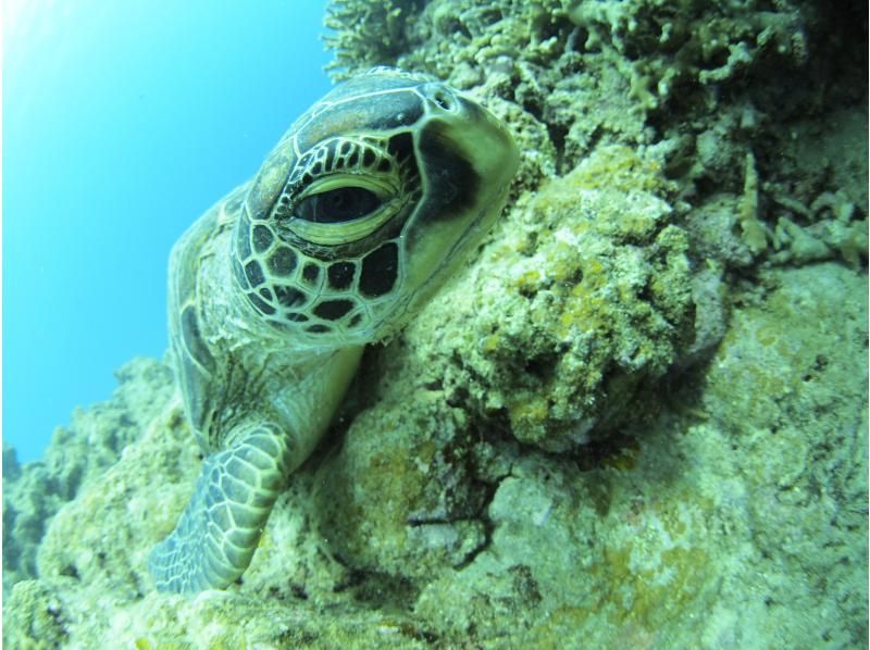 [Okinawa, Ishigaki Island] ★Free equipment rental★ Fun diving Let's go meet the popular people in the beautiful sea ♪ FUN Diving (Boat)の紹介画像