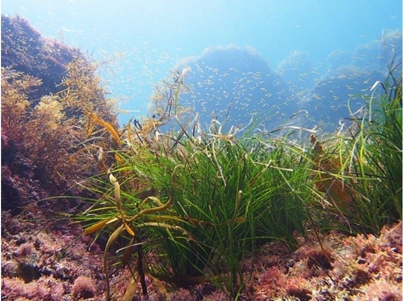 【愛知発】オープンウォーター講習【ライセンス取得プラン・レンタル器材無料キャンペーン中！】の紹介画像