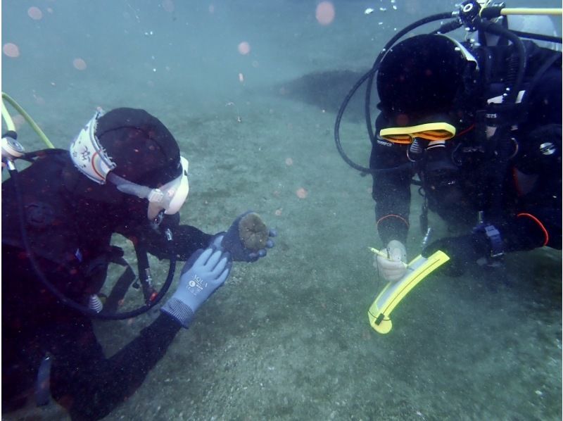 【湯河原・真鶴・小田原】浅場で練習した後に、海を満喫できる体験ダイビング！【2ダイブ】の紹介画像