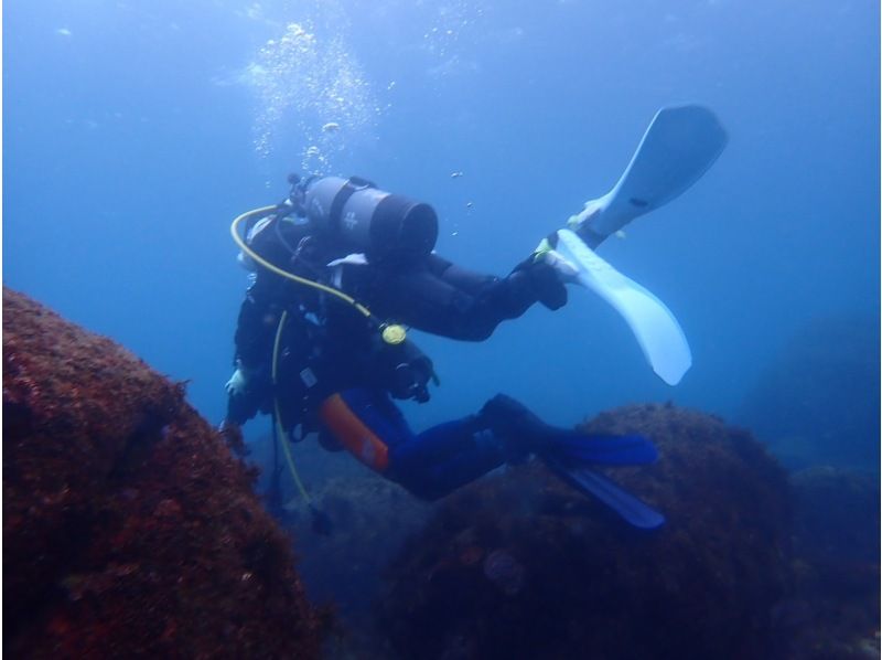 【湯河原・真鶴・小田原】浅場で練習した後に、海を満喫できる体験ダイビング！【2ダイブ】の紹介画像