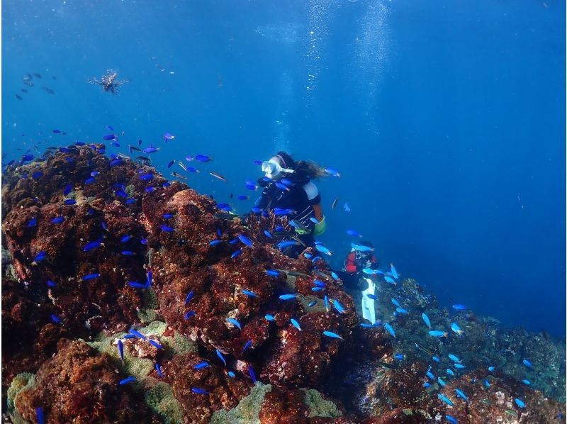 【静岡・伊豆高原】お一人様大歓迎！リアル水族館の世界を楽しむ！水中撮影したお写真・動画はその場でスマホへ！タオル・サンダルの貸し出し付き♪の紹介画像