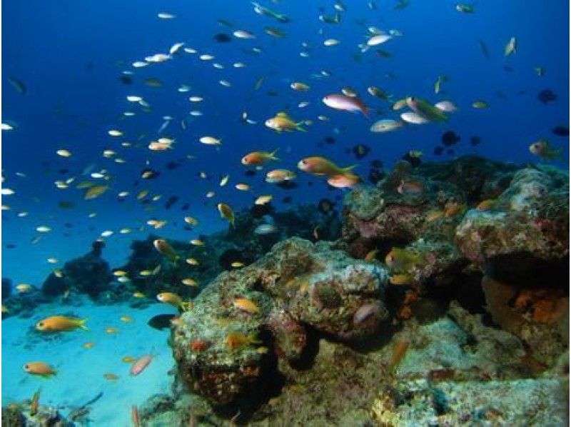 Kanagawa Diving spot　Manazuru