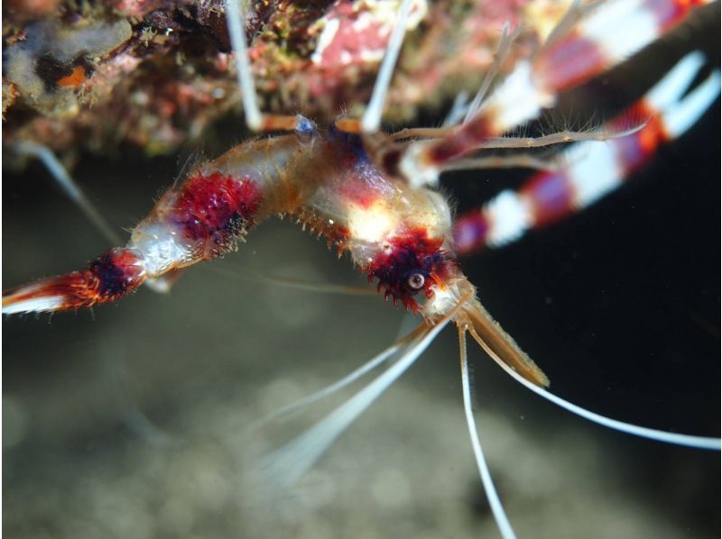 【神奈川・真鶴】久々な方、不安な方用リフレッシュダイビングコース〈1人からOK！〉の紹介画像