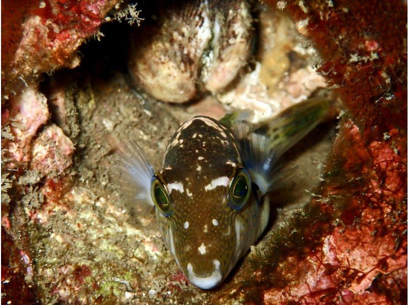 【神奈川・真鶴】久々な方、不安な方用リフレッシュダイビングコース〈1人からOK！〉の紹介画像