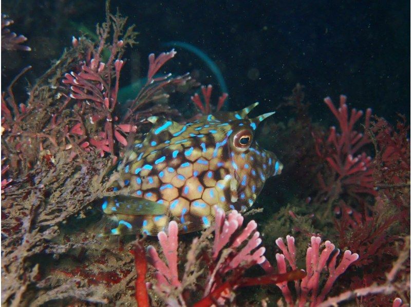 【神奈川・真鶴】久々な方、不安な方用リフレッシュダイビングコース〈1人からOK！〉の紹介画像