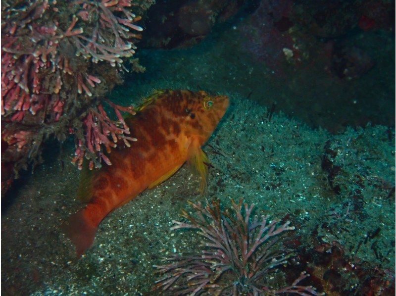 【神奈川・真鶴】久々な方、不安な方用リフレッシュダイビングコース〈1人からOK！〉の紹介画像