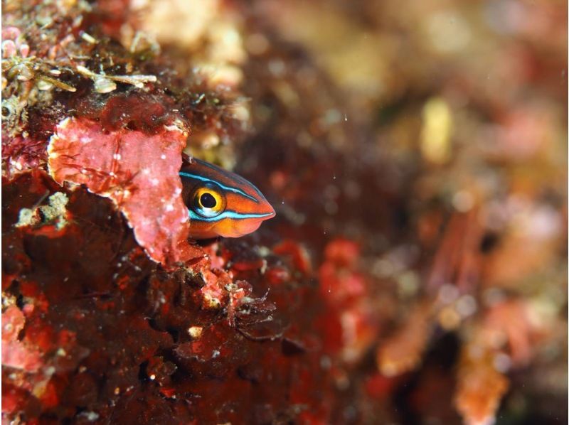 【神奈川・真鶴】久々な方、不安な方用リフレッシュダイビングコース〈1人からOK！〉の紹介画像