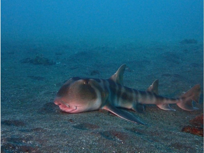 【神奈川・真鶴】久々な方、不安な方用リフレッシュダイビングコース〈1人からOK！〉の紹介画像