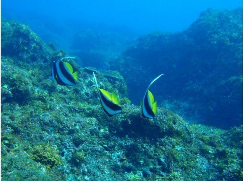 【神奈川・真鶴】久々な方、不安な方用リフレッシュダイビングコース〈1人からOK！〉の紹介画像