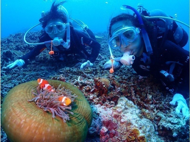 【沖縄・石垣島】初心者歓迎！石垣の海を楽しもう！体験ダイビングの紹介画像