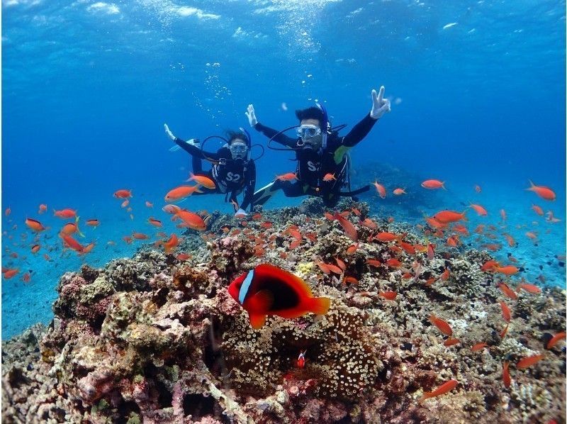 【沖縄・石垣島】初心者歓迎！石垣の海を楽しもう！体験ダイビングの紹介画像