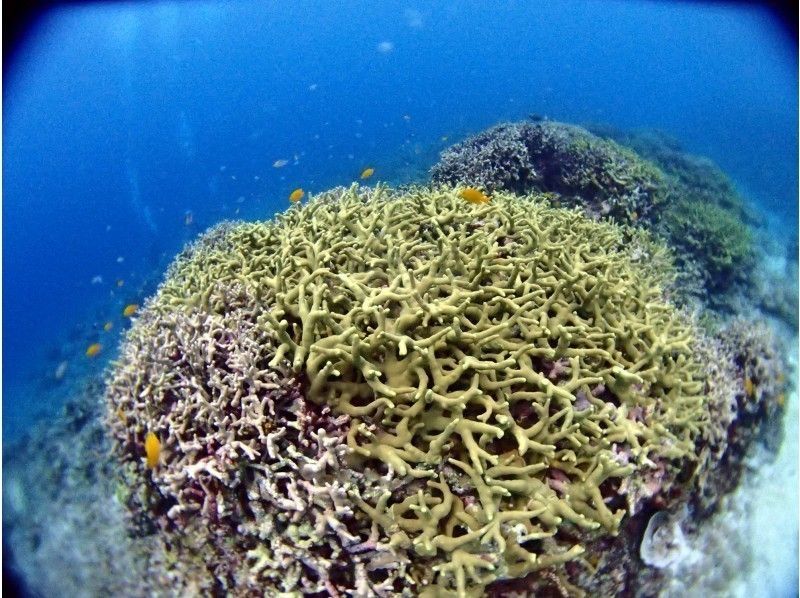 【沖縄・石垣島】初心者歓迎！石垣の海を楽しもう！体験ダイビングの紹介画像