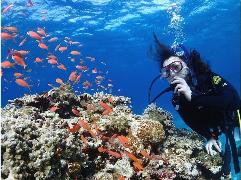 【沖縄・石垣島】初心者歓迎！石垣の海を楽しもう！体験ダイビングの紹介画像