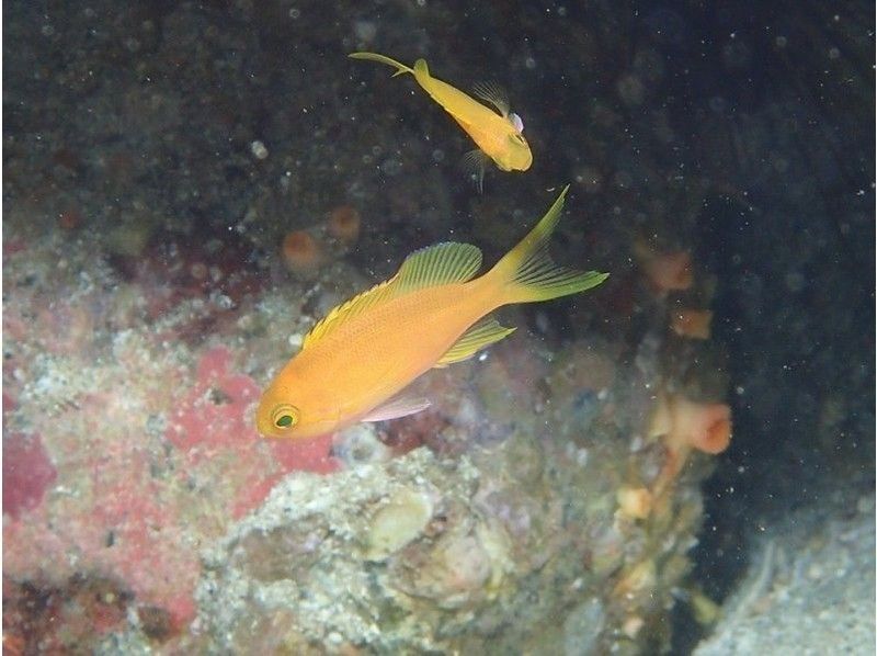 【柏島　高知県】ライセンス無くてもOK！体験ダイビングで美しい海を散策の紹介画像