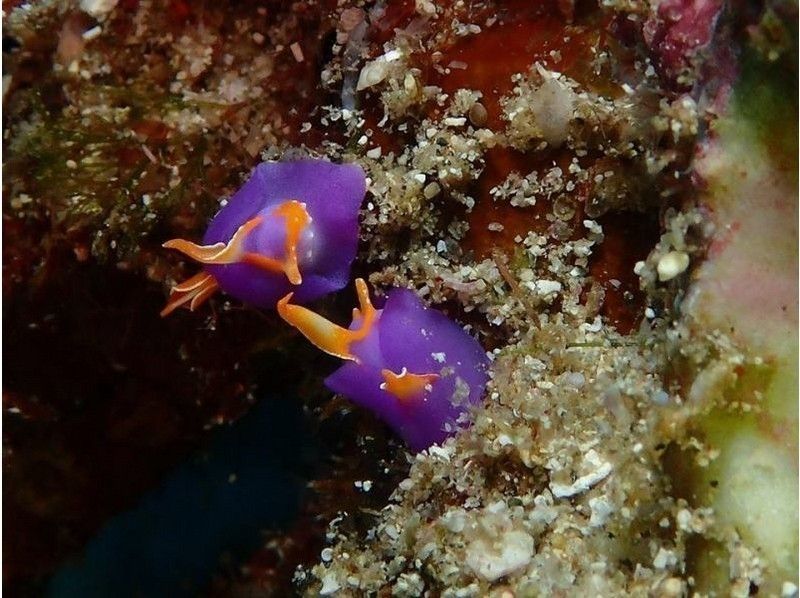 [Kashiwajima, Kochi Prefecture] No license required! Explore the beautiful sea with a trial diveの紹介画像