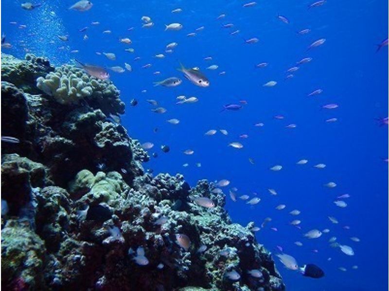 沖縄・与那国島】海底遺跡・ハンマーウォッチングを楽しむ＜Cカード必須・ファンダイビング＞ | アクティビティジャパン