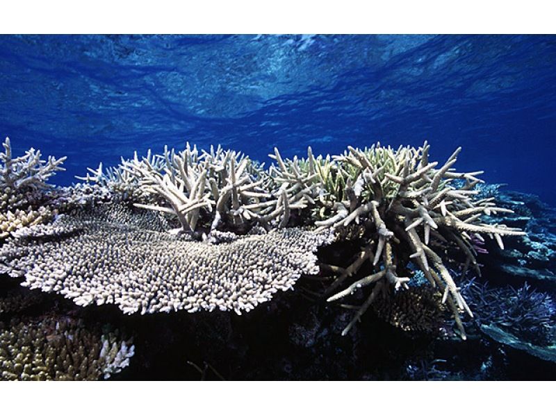 [冲绳·西表岛（Iriomote Island）在珊瑚礁蔓延的翡翠海中的经验深潜（一天课程）の紹介画像